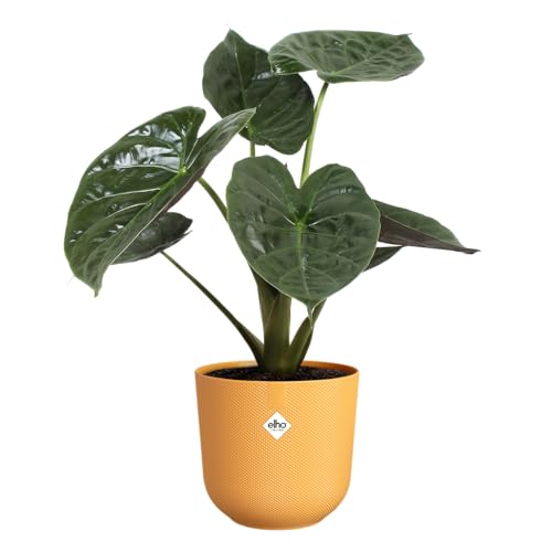 Elho Jazz Round Pot de Fleurs - Pot de Plantes d'Intérieur - Plastique 100% Recyclé - Structure Unique - Lot de 3 - Ø 14, 16, 19 cm - Jaune/Jaune Ambré – Image 8