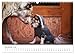 Beautiful Bulldogs (Wall Calendar 2026 DIN A3 Landscape), CALVENDO Monthly Calendar: Pictures of Readers