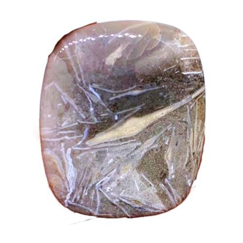 Fossile naturel cabochon 33x28mm pierre précieuse en vrac pour création bague et pendentif unique
