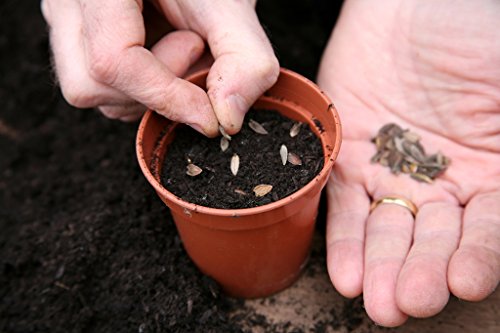 Pak Choy, Also Called Bok Choy 100 Seeds Combo by Seedscare India