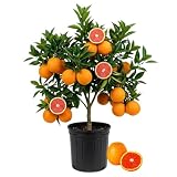 Best Time to Plant Orange Tree in Florida: Ultimate Guide 2025 3 41S+ZomYNGL. SL160