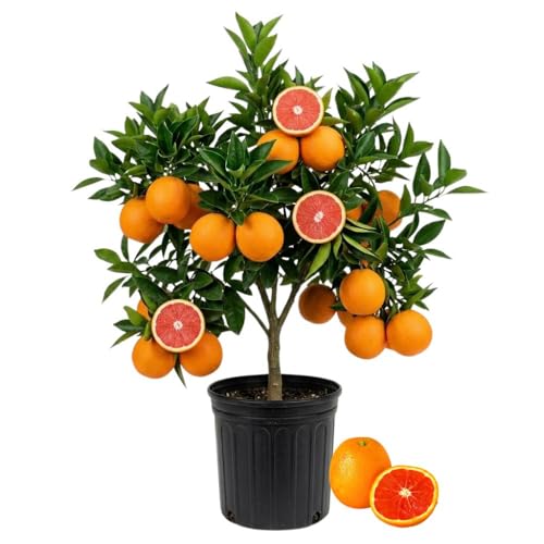Red Navel Orange Live Plant in 1 Gallon Pot, Red