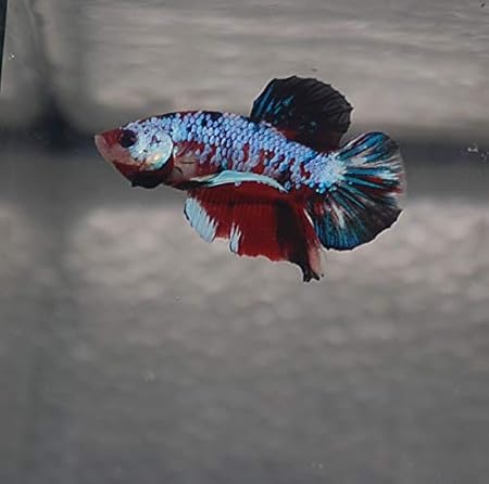 galaxy betta fish