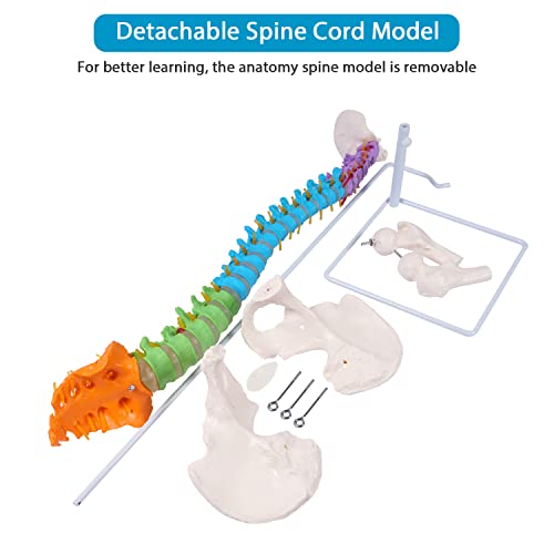 Image of breesky Flexible Spine Model, 34.6'' Life Size Human Spinal Cord Anatomical Model with Stand Color Coded Regions Indicate The Cervical, Thoracic and Lumbar Spine for Med Students and Chiropractors