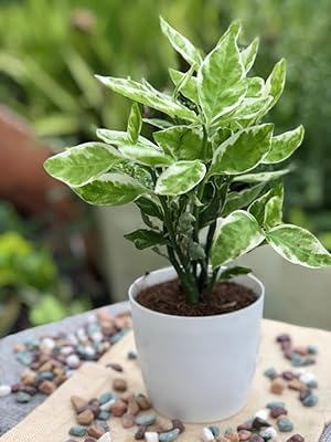 Image of Live medicinal Herb Plant (Nangdon Plant) Live Outdoor Herbs With Plastic Black Pot (Nangdon plant) (Live Herbs) (NANGDON HERB PLANT)