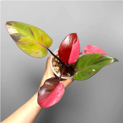 Philodendron Persimmon Princess : Amazon.in: Toys & Games