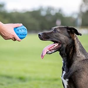 Nerf dog rubber ball dog toy with checkered squeaker lightweight durable and water resistant 4 inch diameter for mediumlarge breeds single unit blue   cucciolini doodles