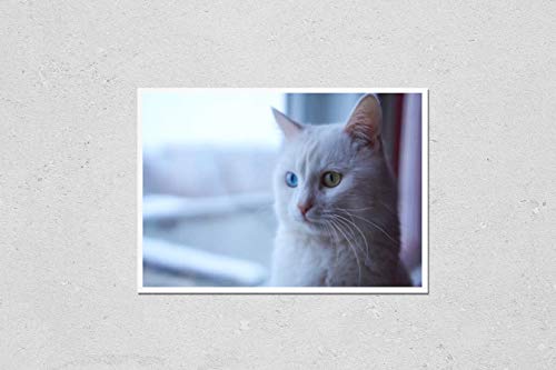 Are there cat years like dog years