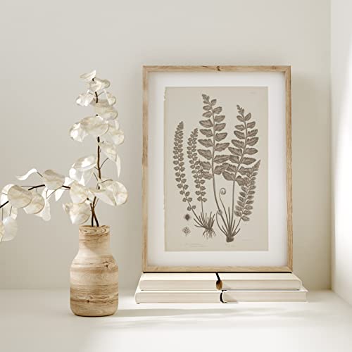 Wall Art Prints Botanical Fern Collection | Vintage Plant Decor For Home Accent | Antique Minimalist Wall Art For Bedroom, Bathroom & Living Room Decor | Set Of 4 Unframed Pictures (11 X 14, French Gray) #TOP1