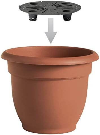 Bloem AP0629 Ariana Self Watering Planter, 6", Passion Fruit
