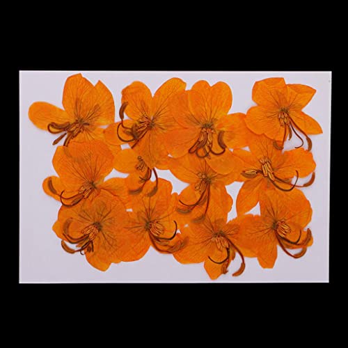 12 flores secas prensadas Cassiae para decoración miniatura 5
