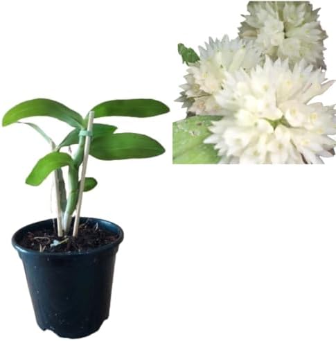 Muda De Dendrobium Purpureum Alba Orquidea Rara Exotica