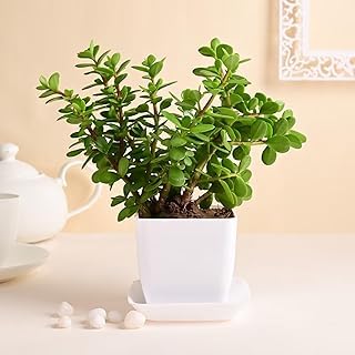 Jade Plant in with Pot | Live Plants | Crassula ovata plant | Indoor Plants for Living Room | Office Room | Small Plants for Home Decor | Healthy Bonsai Plants (with Pot, pack of 1) T_21-image-27