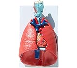 ★ Professionelles Design: Das Modell verwendet ein 1: 1-Design-Design, anatomische menschliche Lebensgröße Herzmodell medizinische kardiovaskuläre Anatomie, ein wesentliches Lernwerkzeug für Ihre zugehörige Wissensforschung.