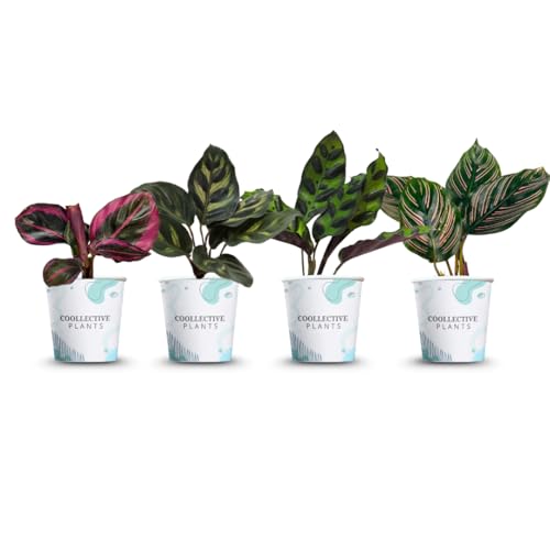 CoollectivePlants Calathea Plant Live Collection – Set of 4 Live