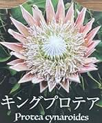 Amazon.co.jp: プロテア