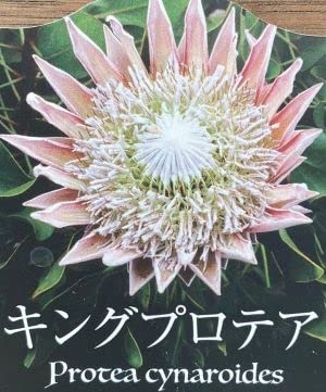 Amazon | キング・プロテア（プロテア・キナロイデス）3寸ポット苗