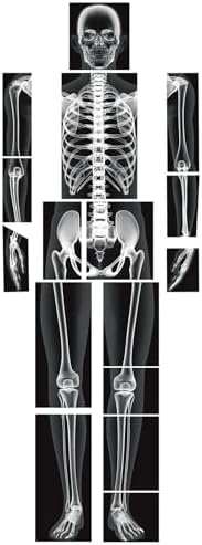 Lineshading 16 Pieces Human x Rays Bones Pretend x Rays for Kids Human Bones Body Educational Science Kit Display Play Table(Black and White)