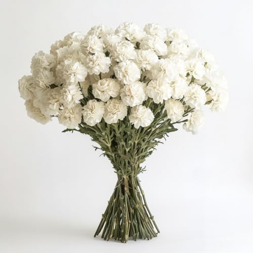 Miniatura 2 de GlobalRose 100 flores blancas de clavel  Claveles de origen responsable flores frescas  Ramo fresco seleccionado a mano para graduación,