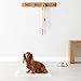 Amazon Basics Carbon Odor-Control Dog and Puppy Pee Pads, 5-Layer Leak-Proof Super Absorbent, Quick-Dry Surface, Potty Training, Regular (22x22
