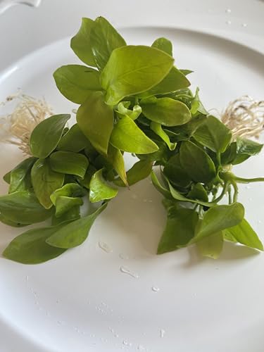 Rare Gold Anubias Nana Petite