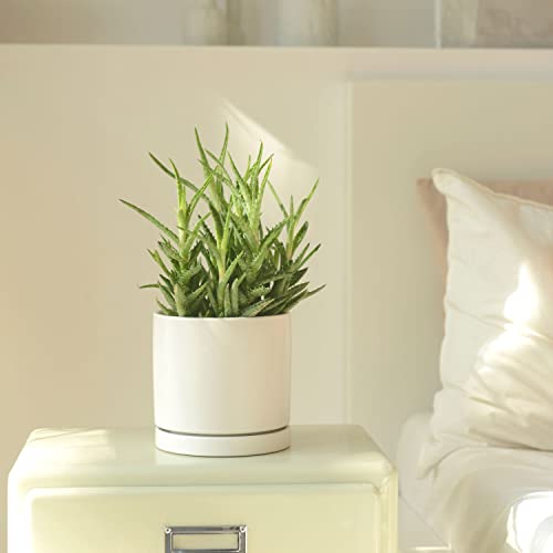 Aveyas 6 Inch Ceramic Planter Pot With Drainage Hole & Saucer, Glazed Mid Century Modern Cylinder Small Plants Pot For Indoor Desk Decorative Snake Flower Succulents Pots (6In Shiny White) #TOP4