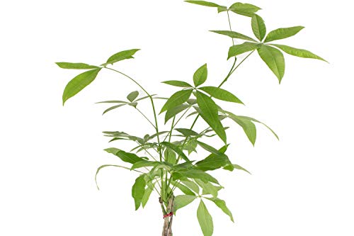 Shop Succulents | Standing Collection | Hand Selected, Air Purifying Live Pachira Aquatica Money Indoor House Plant In 4" Grow Pot, 6 Inch, Mix #TOP1