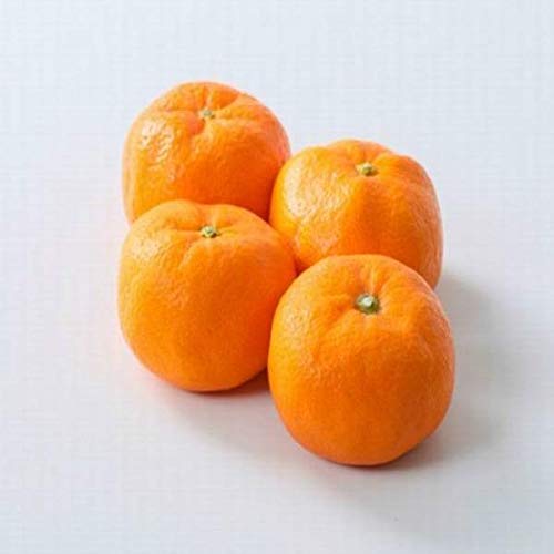 y{Yz󂠂@݂@rElEkTCY@5kg