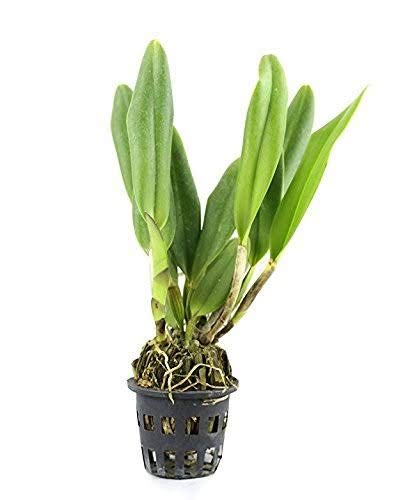 subhiksha Cattleya orchid live plant with pot