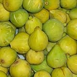 Vivai Decandia Giovanni