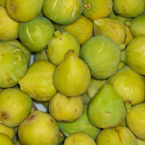 PIANTA DA FRUTTO FICO DOTTATO in vaso 20 età 2/3 anni (foto reali)