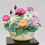 10PCS Bonsai Lotus Seeds for Planting - Mixed Colors Water Lily Flower Seeds