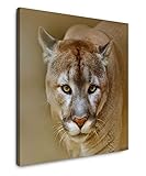 EAUZONE GmbH Puma Portrait 60x60cm Wandbild auf Leinwand, 