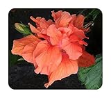 Jane Cowl - Heirloom Tropical Hibiscus rosa-sinensis Live Tropical Plant Peach Double Orange Flower Emerald Goddess Gardens Starter Sz 4 Inch Pot