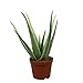 Produktbild Aloe vera | 2er Set Echte Aloe | Heilende Wirkung | Höhe 40-45cm | Topf-Ø 12cm
