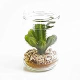 Esta planta decorativa está elaborada con materiales de altacalidad. El cactus mide 7,5 cm de alto y se compone de un troncoprincipal con 8 brazos, todos ellos cubiertos con espinas de entre0,2 y 0,5 cm aproximádamente