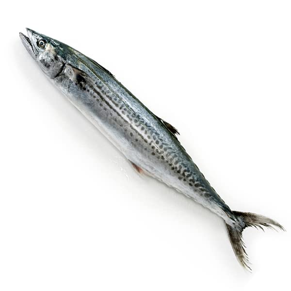 Amazon.co.jp: 築地魚群 天然 さわら1尾 国産 2-3kg前後サイズ : 食品