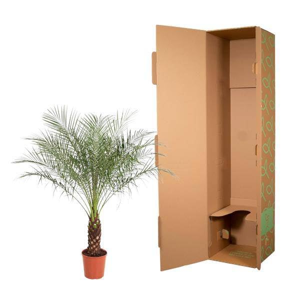 Enano – Palmera datilera Phoenix Roebelenii Planta de interior Ø32 cm 150 cm – Planta verde tropical para salón, oficina y lugares luminosos comprar | Palmera exótica para sala de estar y oficina, fácil de limpiar, decorativa