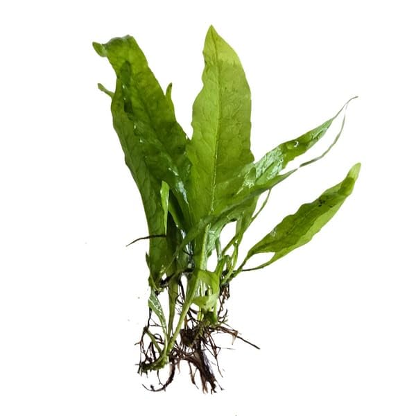 Java Fern Live Aquarium Plant Leptochilus pteropus Pack Of 5-image-5