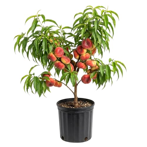 Hardy Donut Peach Tree in 3 Gallon Pot, 2 Years Old Sweet Peach Tree Grafted, Ready to Bear Fruits, 3-4 Ft Tall, No Ship to CA