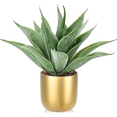 Agave -Gold