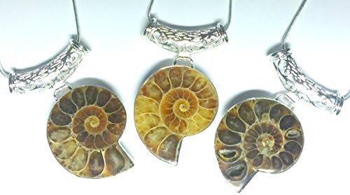 Natural Ammonite Fossil Stone Pendant Necklace
