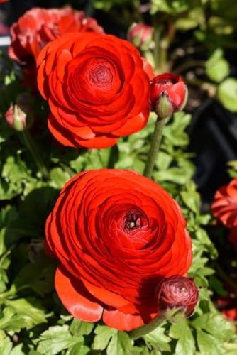 Siddhi Vinayak Gallary Ranunculus Imported Holland Flower Bulbs For Your Home And Gardening Pack of 2 Bulbs (WHITE)