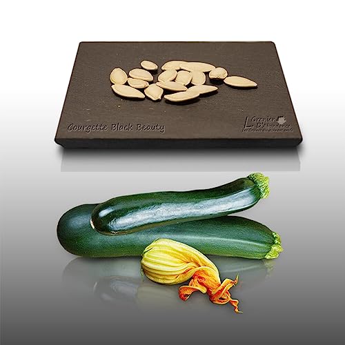15 graines à semer - Le Grenier d'Abondance - COURGETTE Black Beauty - Cucurbita Pepo