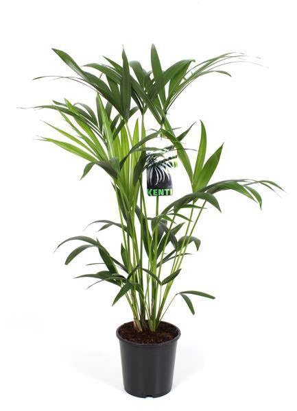 Kentiapalme - Howea Forsteriana - Zimmerpflanze - Ø19cm - 80cm