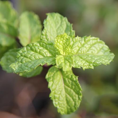 Semi di menta marocchina di invernali, menta verde rare, biologici resistenti perenni selvatiche, 500pcs