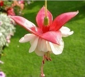 Sellify Color 10 : Generic Fuchsia Lanterns/Flower/Flower Seeds Indoor Balcony Living Room/Begonia Bell Pot Flower Seeds 10 Seeds-Color 10 (B071HDL3FT) Amazon Price History, Amazon Price Tracker