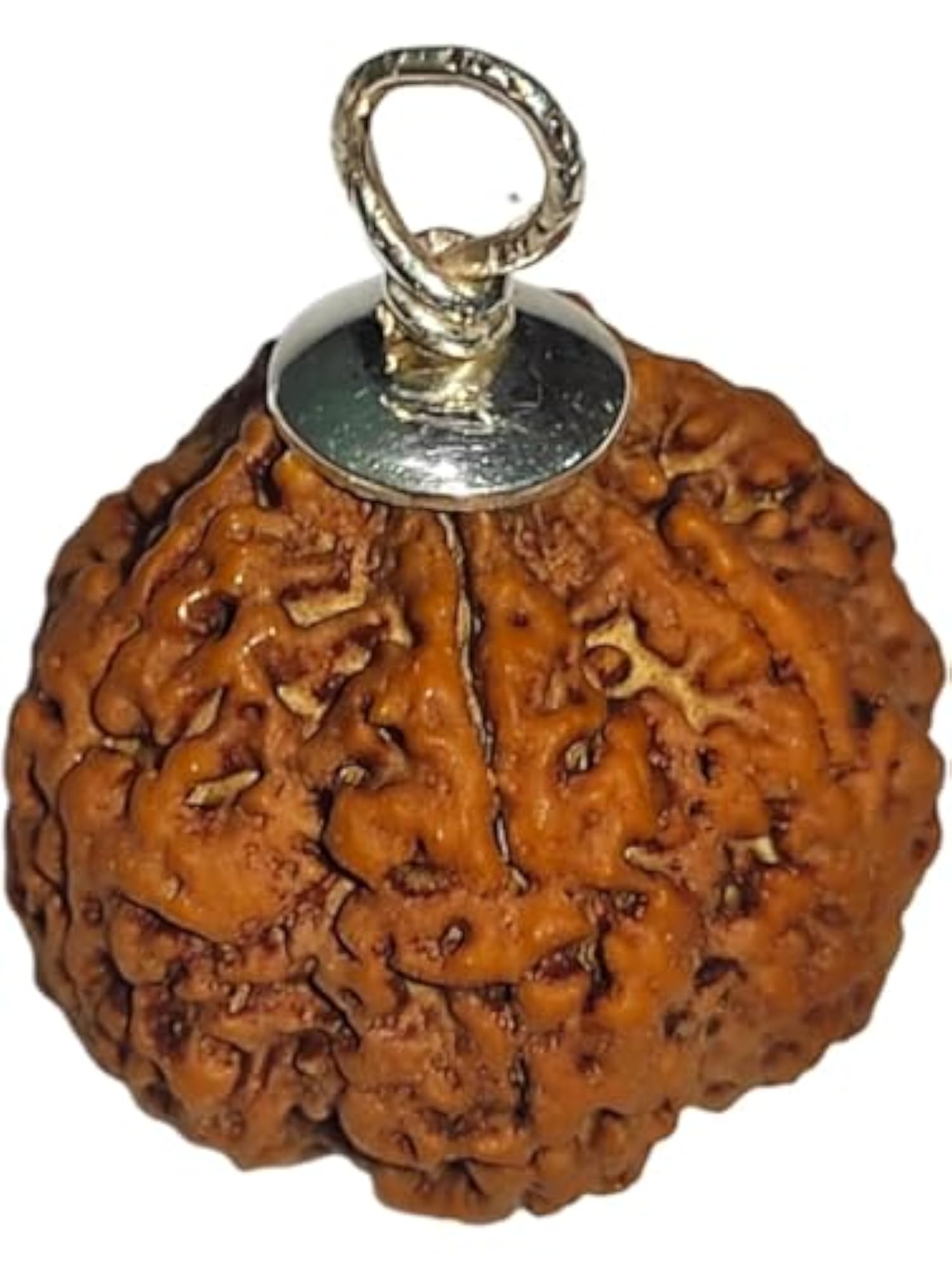 7 Mukhi Rudraksha Original Certified, Spiritual Gift