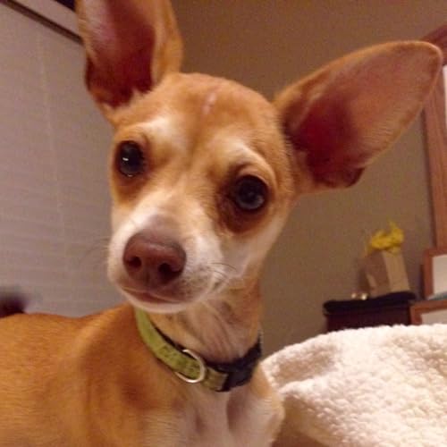 Episode 8 - CPTSD & COFFEE: 8 more characteristics of CPTSD