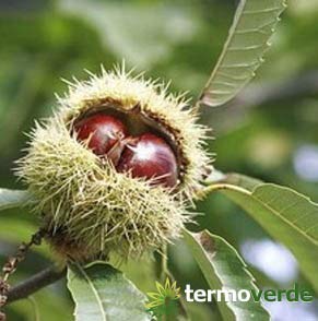 Pianta di castagne Albero castagno Marrone - Imballaggio speciale protettivo